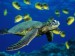 gex_green-sea-turtle.jpg